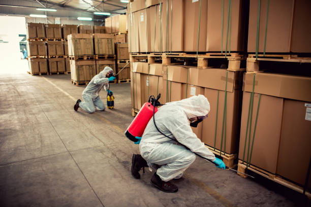 Best Termite Control Services  in De Soto, IL