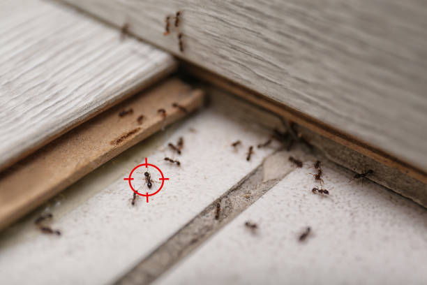 Best Termite Control Services  in De Soto, IL