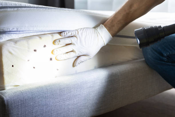 Reliable De Soto, IL Pest Control Solutions