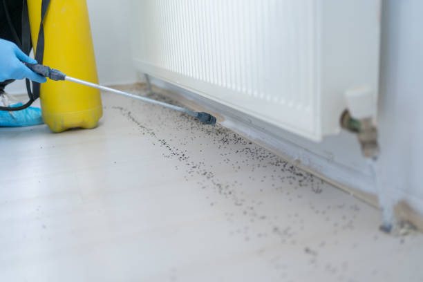 Best Rat Extermination Near Me  in De Soto, IL